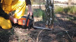 Reliable Remlap, AL Tree Care Solutions